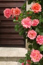 Beautiful pink climbing roses in front of wooden gate of house. Royalty Free Stock Photo