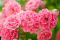 Beautiful pink climbing roses in the garden in spring Royalty Free Stock Photo