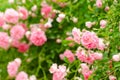 Beautiful pink climbing roses in spring in the garden Royalty Free Stock Photo