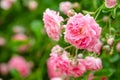Beautiful pink climbing roses in spring in the garden Royalty Free Stock Photo