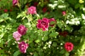 Beautiful pink climbing roses in spring in the garden . green background Royalty Free Stock Photo