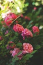 Beautiful pink climbing roses in spring in the garden