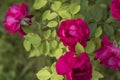 Beautiful pink climbing roses in spring in the garden Royalty Free Stock Photo