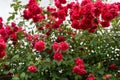 Beautiful pink climbing roses in spring in the garden Royalty Free Stock Photo