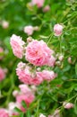 Beautiful pink climbing roses in spring in the garden Royalty Free Stock Photo