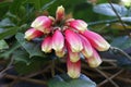 Beautiful pink cluster of Trailing Begonia flowers, with scientific name Cissus Discolor