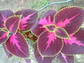 Beautiful pink coleus chocolate mint color in Indonesia.