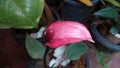 Beautiful pink color anthurium flower Royalty Free Stock Photo