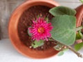 Beautiful pink color brazilian button or Centratherum punctatum flower in a pot at house garden Royalty Free Stock Photo