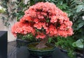 Light pink color of Satsuki Azalea `Kinsai` flowers from a bonsai tree