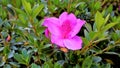 Beautiful pink color flowers of Rhododendron simsii also known as Azalea, Rhododendron, Pot Azalea Royalty Free Stock Photo