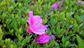 Beautiful pink color flowers of Rhododendron simsii also known as Azalea, Rhododendron, Pot Azalea Royalty Free Stock Photo