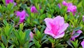 Beautiful pink color flowers of Rhododendron simsii also known as Azalea, Rhododendron, Pot Azalea Royalty Free Stock Photo