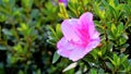 Beautiful pink color flowers of Rhododendron simsii also known as Azalea, Rhododendron, Pot Azalea Royalty Free Stock Photo