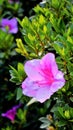 Beautiful pink color flowers of Rhododendron simsii also known as Azalea, Rhododendron, Pot Azalea Royalty Free Stock Photo