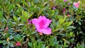 Beautiful pink color flowers of Rhododendron simsii also known as Azalea, Rhododendron, Pot Azalea Royalty Free Stock Photo