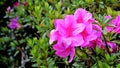 Beautiful pink color flowers of Rhododendron simsii also known as Azalea, Rhododendron, Pot Azalea Royalty Free Stock Photo