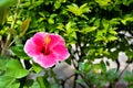 Beautiful Pink color Hibiscus Flower