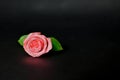 Beautiful Pink Color Rose with Water Droplets