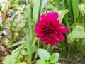 Beautiful pink color Shadow Cat or Dahlia Flower grow in a desi indian garden