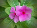 Pink colored of Catharanthus Roseus flower or Periwinkle Madagascar or Vinca Rosea Royalty Free Stock Photo