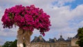 Beautiful pink colored flowers on top of a historic statue with old Luxembourg Palace in background.