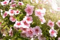 Beautiful pink colored petunias flowers with sunlight in the garden. Petunia flowers in the garden. Petunias wave Royalty Free Stock Photo