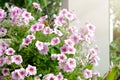 Beautiful pink colored petunias flowers with sunlight in the garden. Petunia flowers in the garden. Petunias wave Royalty Free Stock Photo