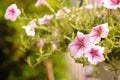 Beautiful pink colored petunias flowers with sunlight in the garden. Petunia flowers in the garden. Petunias wave Royalty Free Stock Photo