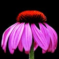 Beautiful pink cone flower Royalty Free Stock Photo