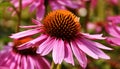 Beautiful pink coneflowers Royalty Free Stock Photo