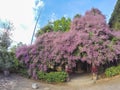 Beautiful pink Congea tomentosa tree in the garden.may be called Wooly Congea,Shower Orchid,krua on