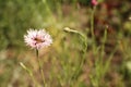 Beautiful pink cornflower with bee, closeup Royalty Free Stock Photo