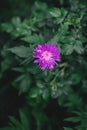 Beautiful pink cornflower in a garden. Dark green background