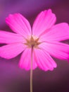 beautiful pink Cosmos bipinnatus flower Royalty Free Stock Photo