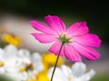 beautiful pink Cosmos bipinnatus flower Royalty Free Stock Photo