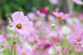 Beautiful pink cosmos bipinnatus flowers with water drops blooming in garden background Royalty Free Stock Photo