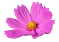 Beautiful pink cosmos flower Cosmos Bipinnatus blooming isolated on white background with clipping path Royalty Free Stock Photo