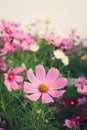 Beautiful pink cosmos flower blooming in backyard garden Royalty Free Stock Photo