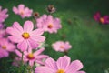 Beautiful pink cosmos flower blooming in backyard garden Royalty Free Stock Photo