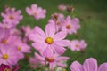 Beautiful pink cosmos flower blooming in backyard garden Royalty Free Stock Photo