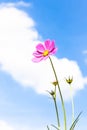 A beautiful pink cosmos flower with blurred blue sky background. Royalty Free Stock Photo