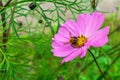 Beautiful pink cosmos flower with bumblebee on it. Cosmos flowers in blooming in summer day. Cosmos Bipinnatus flower. Selective Royalty Free Stock Photo