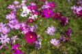 Beautiful of pink cosmos flower field landscape in spring time nature wallpaper background Royalty Free Stock Photo