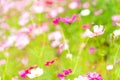 Beautiful pink cosmos flower garden. Pink flower field background. Spring season. Fresh environment. Pink, pale pink cosmos Royalty Free Stock Photo