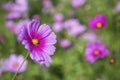 Beautiful pink Cosmos flower garden Royalty Free Stock Photo