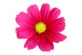 Beautiful pink cosmos flower isolated on white background with clipping path Royalty Free Stock Photo