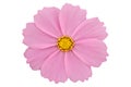 Beautiful pink cosmos flower isolated on white background with clipping path