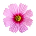 Beautiful pink cosmos flower isolated on white background Royalty Free Stock Photo