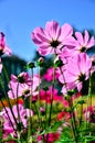 Beautiful Pink cosmos flowers on the background blurred Royalty Free Stock Photo